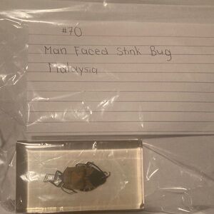 Man Faced Stink Bug - Malaysia